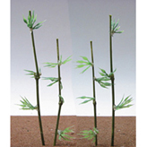 樹木シリーズ/竹